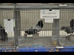 Concurso de Palomas 2012